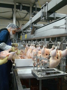 Chicken Process 1