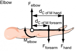 Biomechanics