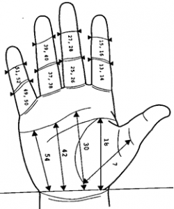Hand anthro
